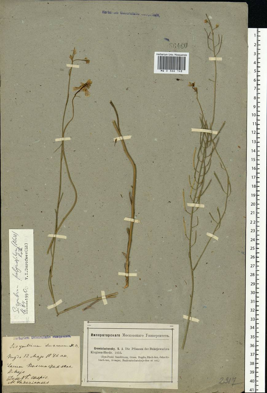 Sisymbrium polymorphum (Murray) Roth, Eastern Europe, Lower Volga region (E9) (Russia)