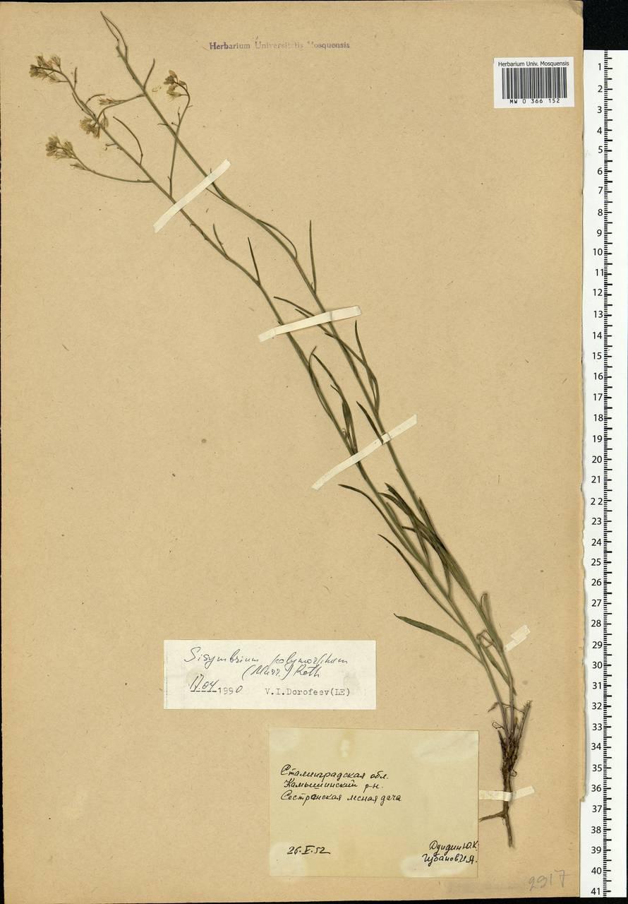 Sisymbrium polymorphum (Murray) Roth, Eastern Europe, Lower Volga region (E9) (Russia)