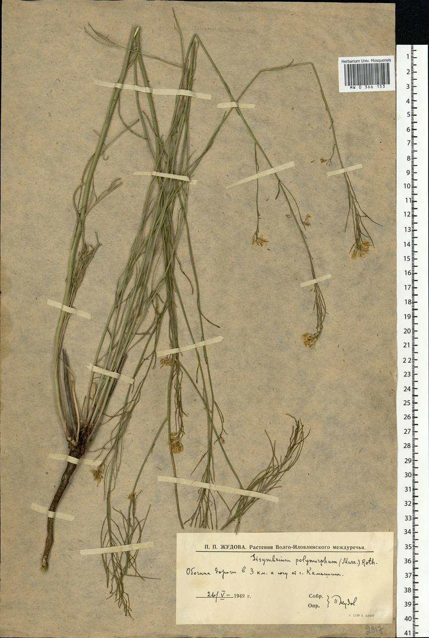 Sisymbrium polymorphum (Murray) Roth, Eastern Europe, Lower Volga region (E9) (Russia)