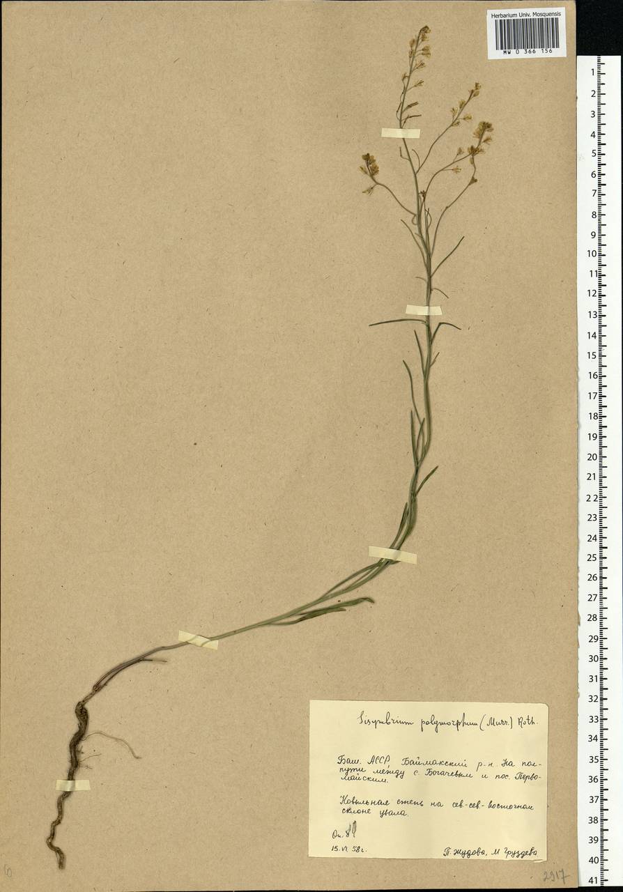 Sisymbrium polymorphum (Murray) Roth, Eastern Europe, Eastern region (E10) (Russia)