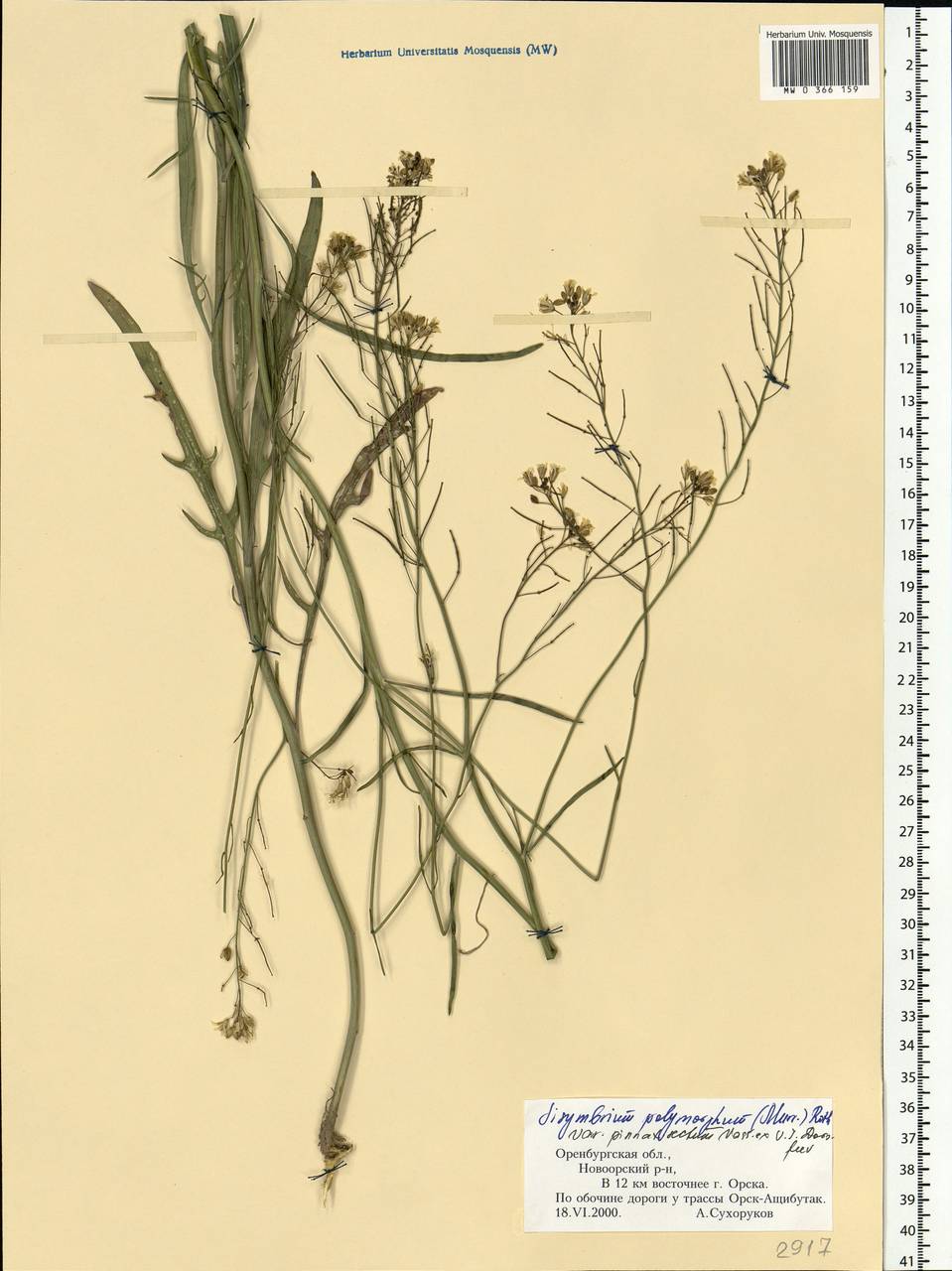 Sisymbrium polymorphum (Murray) Roth, Eastern Europe, Eastern region (E10) (Russia)