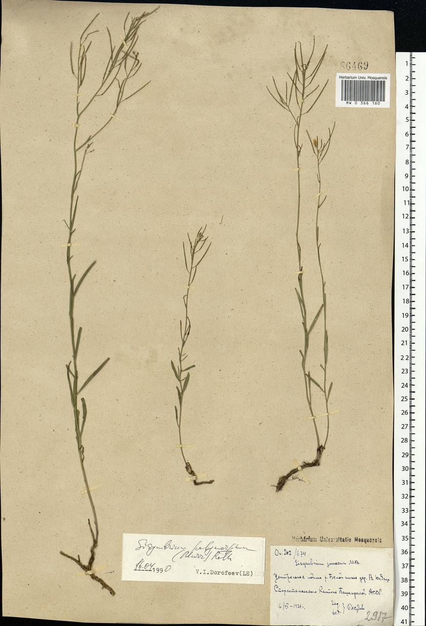 Sisymbrium polymorphum (Murray) Roth, Eastern Europe, Eastern region (E10) (Russia)