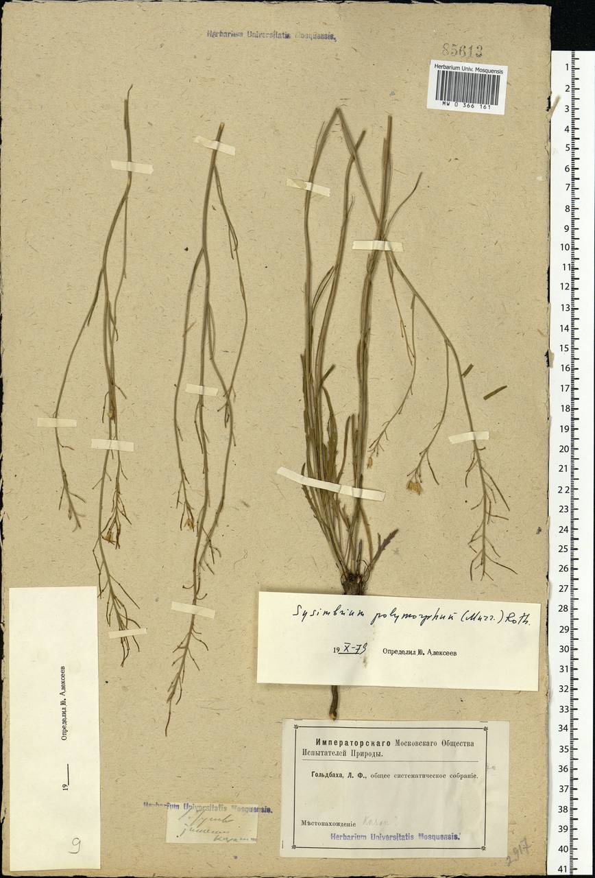 Sisymbrium polymorphum (Murray) Roth, Eastern Europe, Eastern region (E10) (Russia)