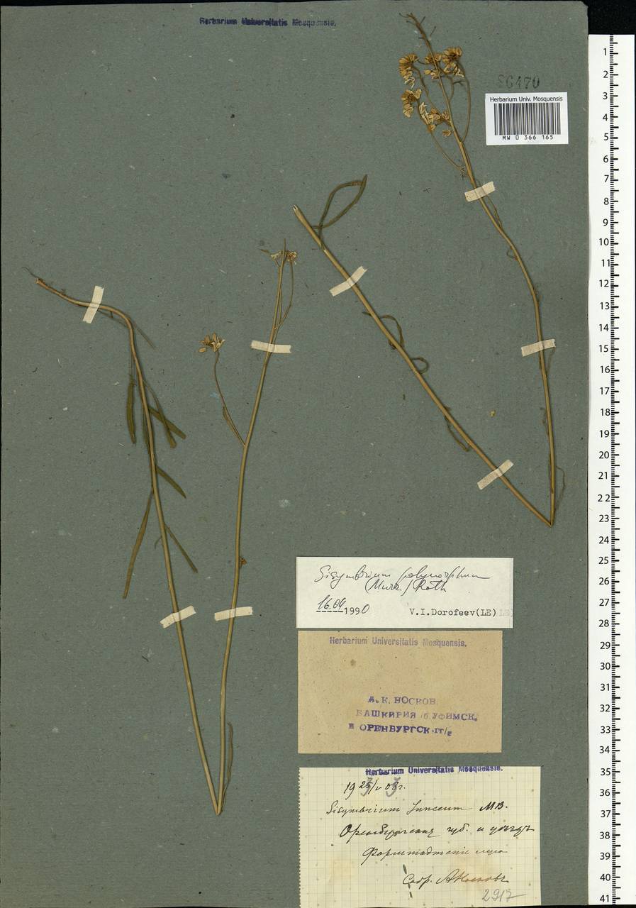Sisymbrium polymorphum (Murray) Roth, Eastern Europe, Eastern region (E10) (Russia)