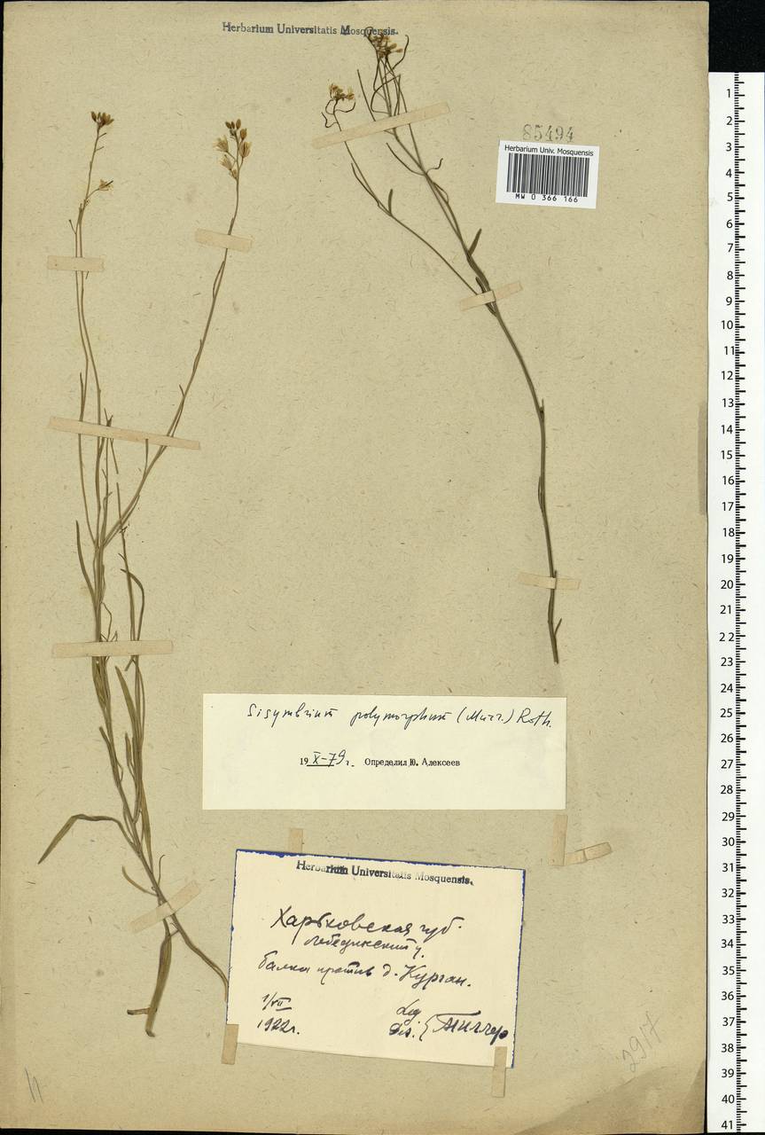 Sisymbrium polymorphum (Murray) Roth, Eastern Europe, North Ukrainian region (E11) (Ukraine)