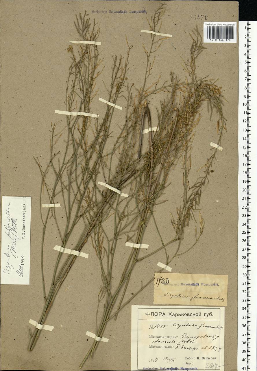 Sisymbrium polymorphum (Murray) Roth, Eastern Europe, South Ukrainian region (E12) (Ukraine)