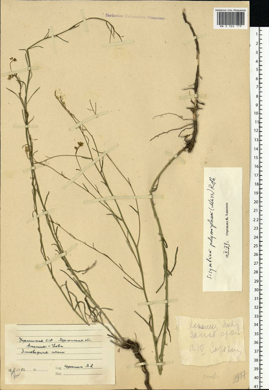 Sisymbrium polymorphum (Murray) Roth, Eastern Europe, South Ukrainian region (E12) (Ukraine)