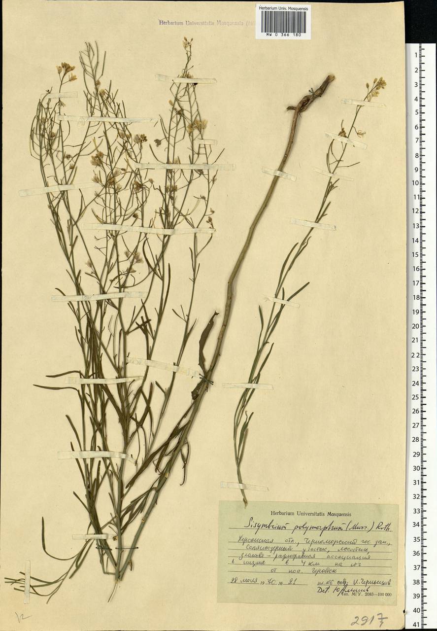 Sisymbrium polymorphum (Murray) Roth, Eastern Europe, South Ukrainian region (E12) (Ukraine)