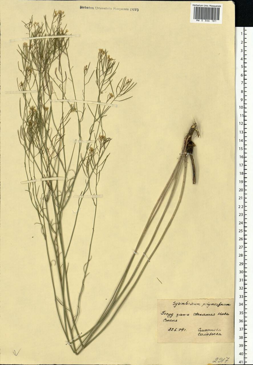 Sisymbrium polymorphum (Murray) Roth, Eastern Europe, South Ukrainian region (E12) (Ukraine)