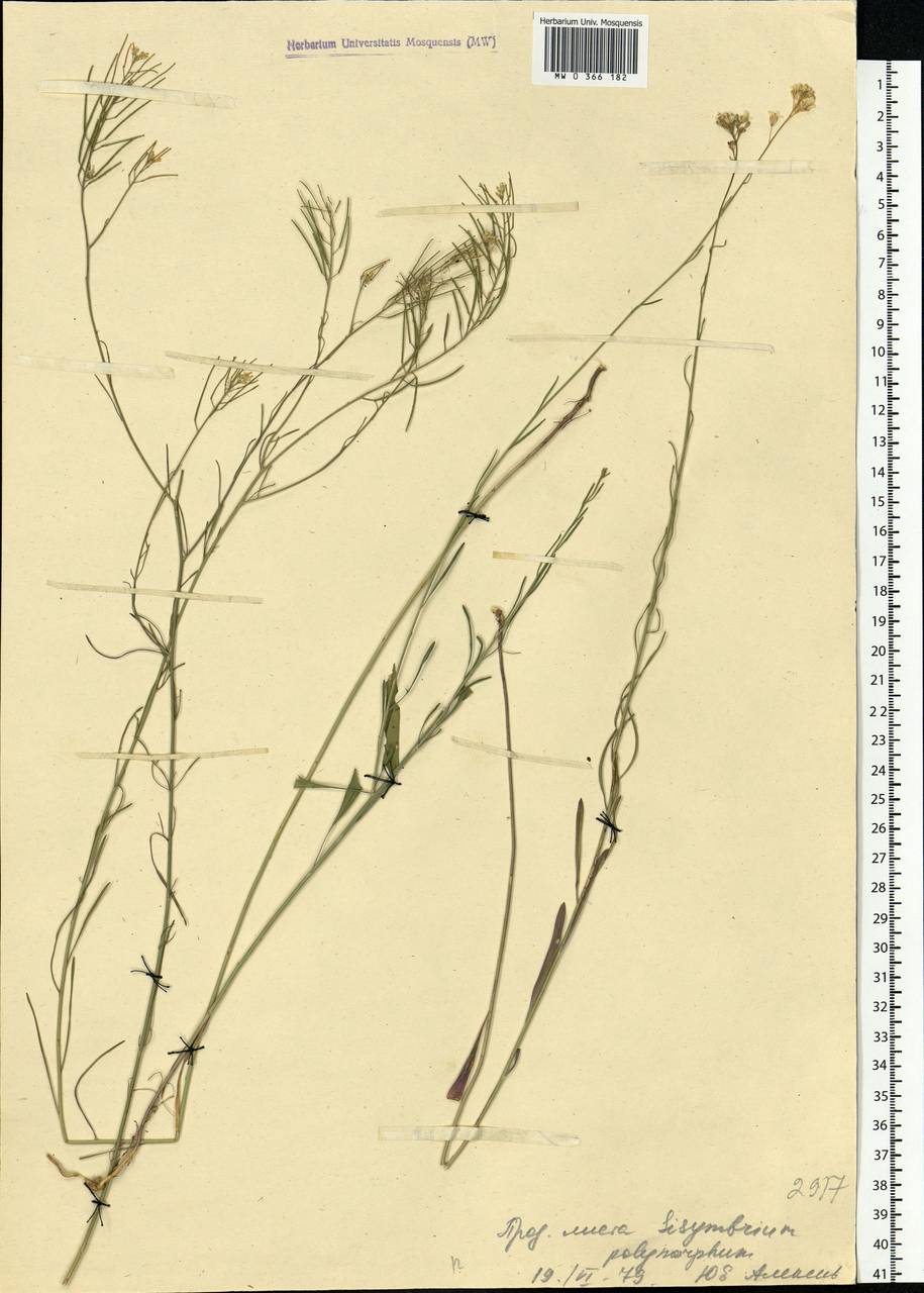 Sisymbrium polymorphum (Murray) Roth, Eastern Europe, South Ukrainian region (E12) (Ukraine)
