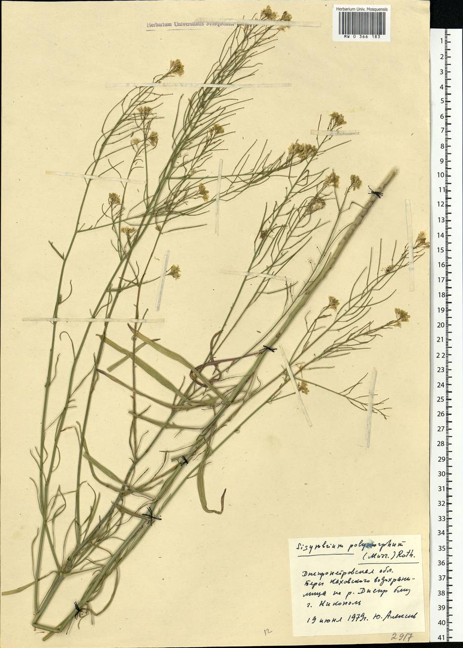Sisymbrium polymorphum (Murray) Roth, Eastern Europe, South Ukrainian region (E12) (Ukraine)