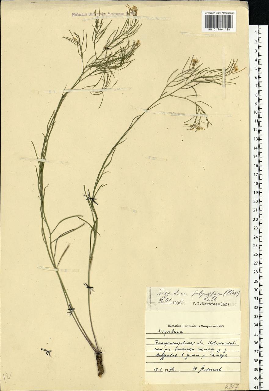 Sisymbrium polymorphum (Murray) Roth, Eastern Europe, South Ukrainian region (E12) (Ukraine)