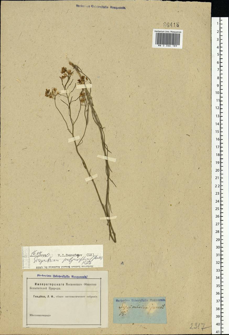 Sisymbrium polymorphum (Murray) Roth, Eastern Europe, South Ukrainian region (E12) (Ukraine)