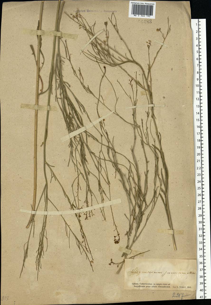 Sisymbrium polymorphum (Murray) Roth, Eastern Europe, South Ukrainian region (E12) (Ukraine)