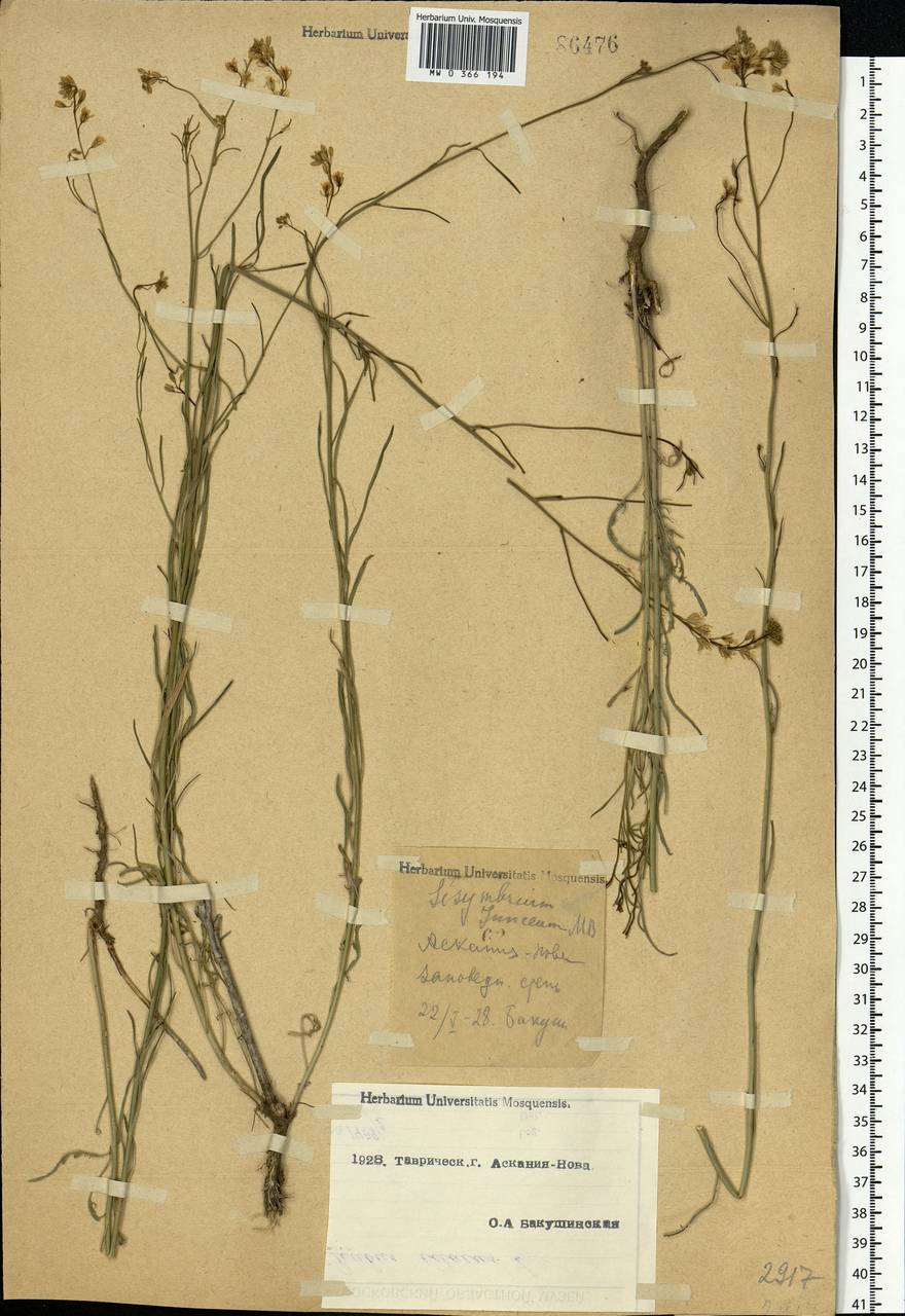 Sisymbrium polymorphum (Murray) Roth, Eastern Europe, South Ukrainian region (E12) (Ukraine)