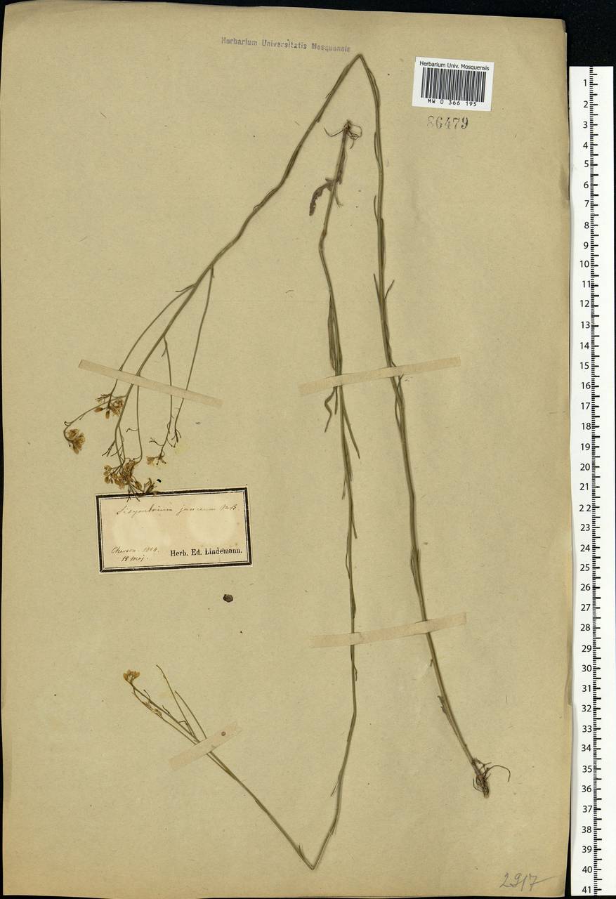 Sisymbrium polymorphum (Murray) Roth, Eastern Europe, South Ukrainian region (E12) (Ukraine)