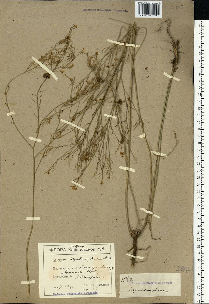 Sisymbrium polymorphum (Murray) Roth, Eastern Europe, South Ukrainian region (E12) (Ukraine)