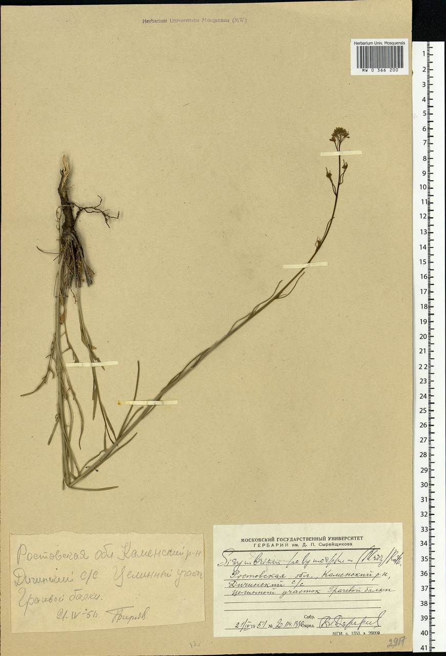 Sisymbrium polymorphum (Murray) Roth, Eastern Europe, Rostov Oblast (E12a) (Russia)