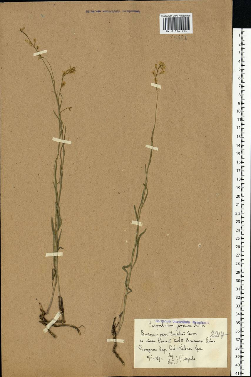 Sisymbrium polymorphum (Murray) Roth, Eastern Europe, Rostov Oblast (E12a) (Russia)