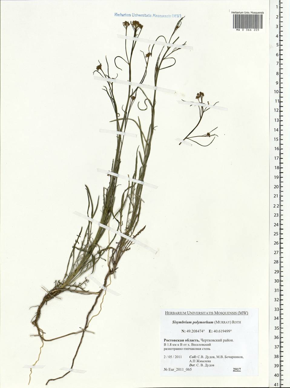 Sisymbrium polymorphum (Murray) Roth, Eastern Europe, Rostov Oblast (E12a) (Russia)