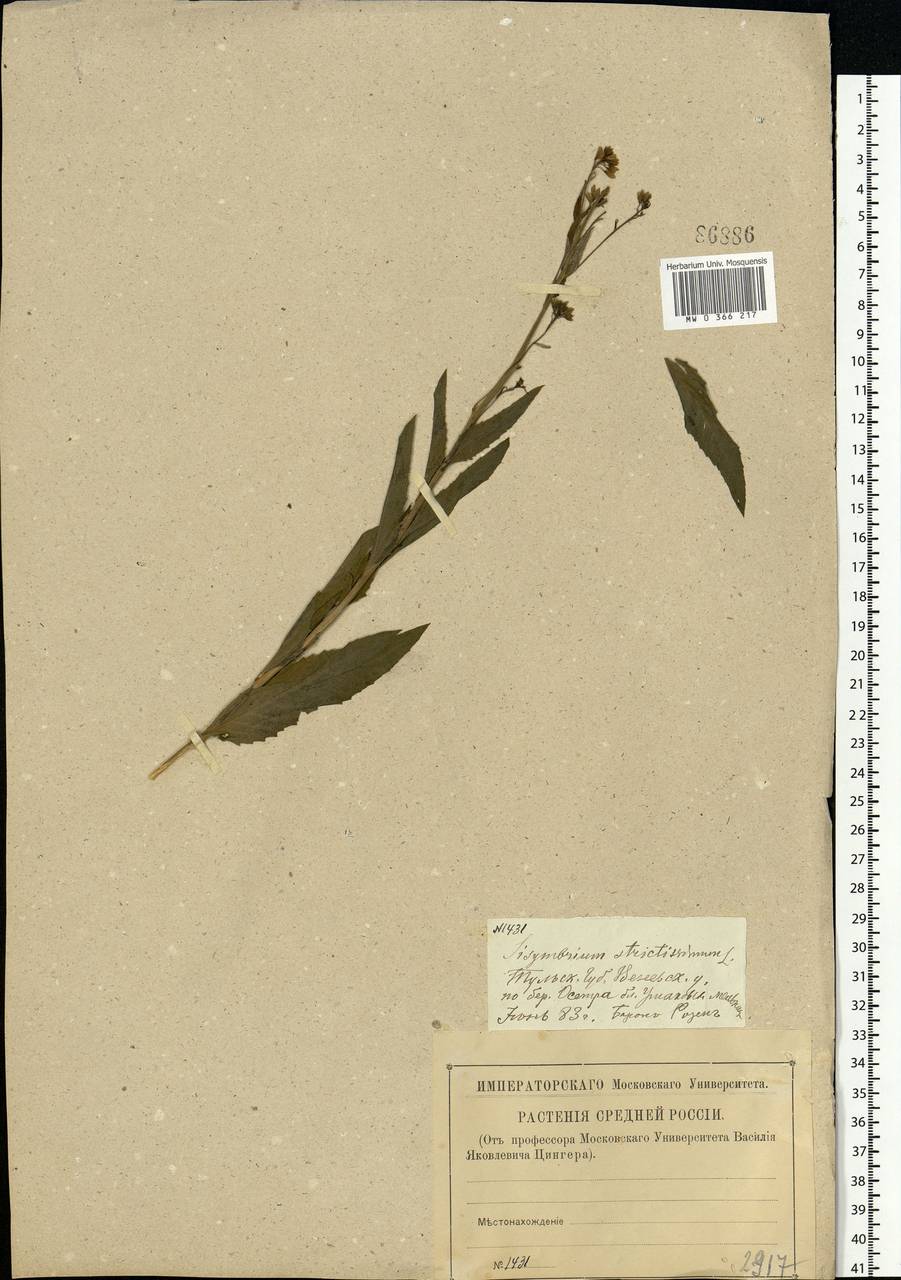 Sisymbrium strictissimum L., Eastern Europe, Central region (E4) (Russia)