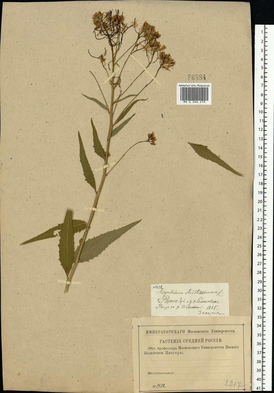Sisymbrium strictissimum L., Eastern Europe, Central region (E4) (Russia)