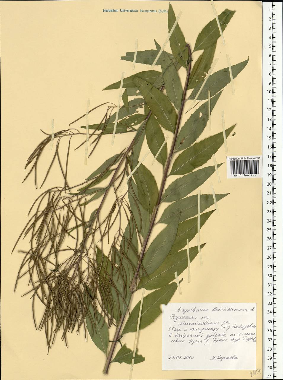 Sisymbrium strictissimum L., Eastern Europe, Central region (E4) (Russia)