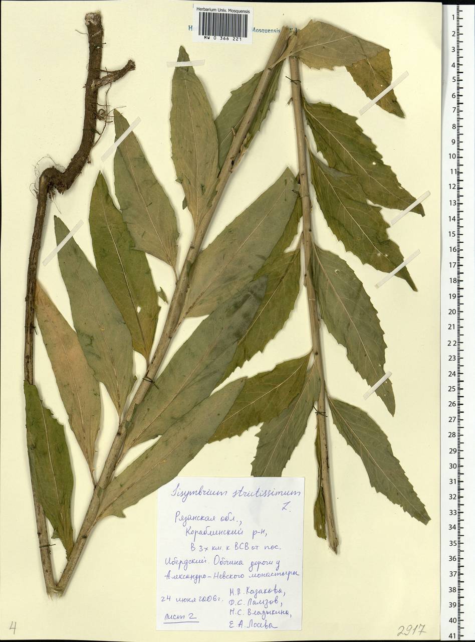 Sisymbrium strictissimum L., Eastern Europe, Central region (E4) (Russia)