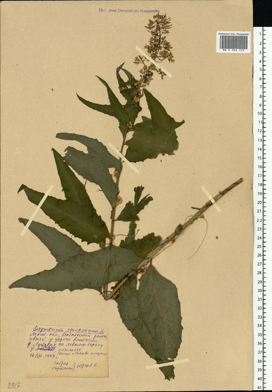 Sisymbrium strictissimum L., Eastern Europe, Moscow region (E4a) (Russia)