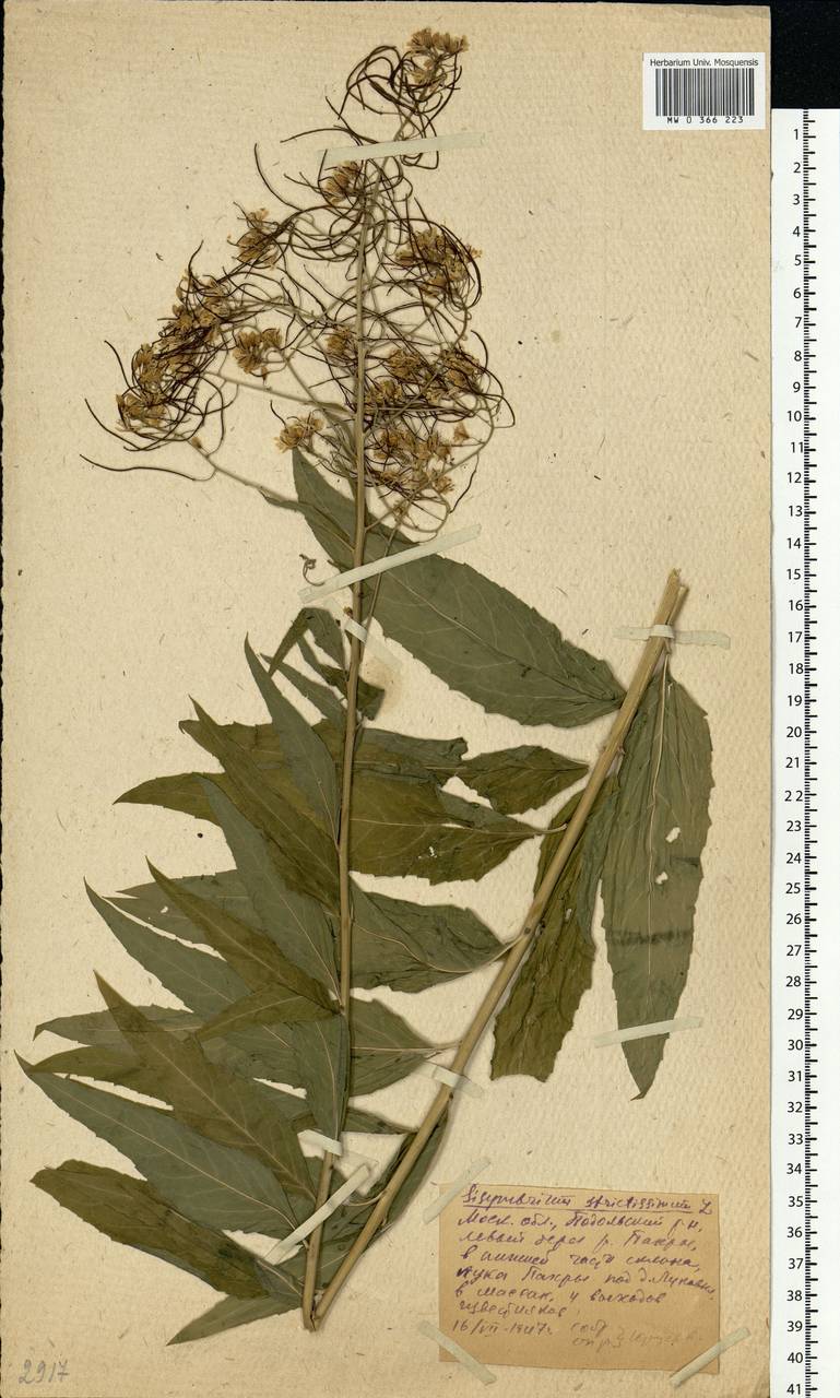 Sisymbrium strictissimum L., Eastern Europe, Moscow region (E4a) (Russia)