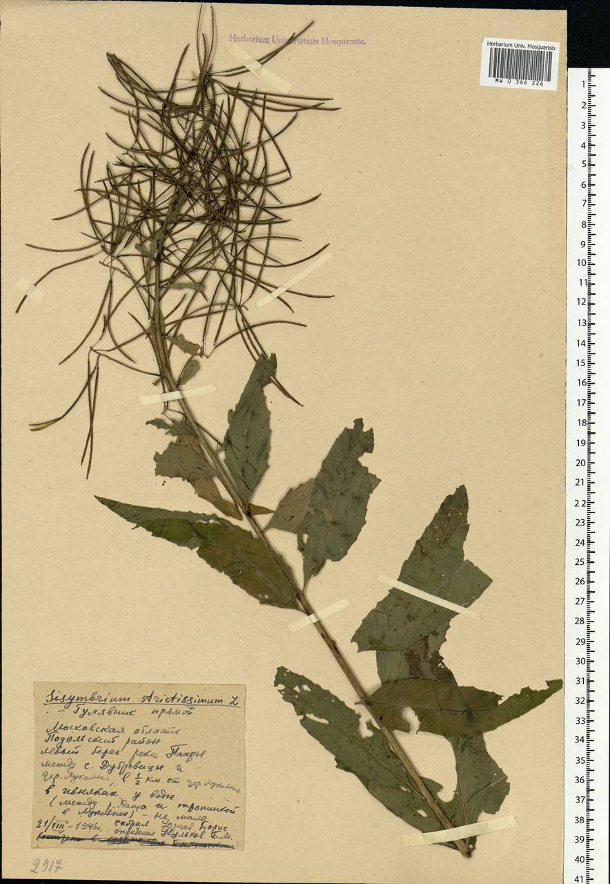 Sisymbrium strictissimum L., Eastern Europe, Moscow region (E4a) (Russia)