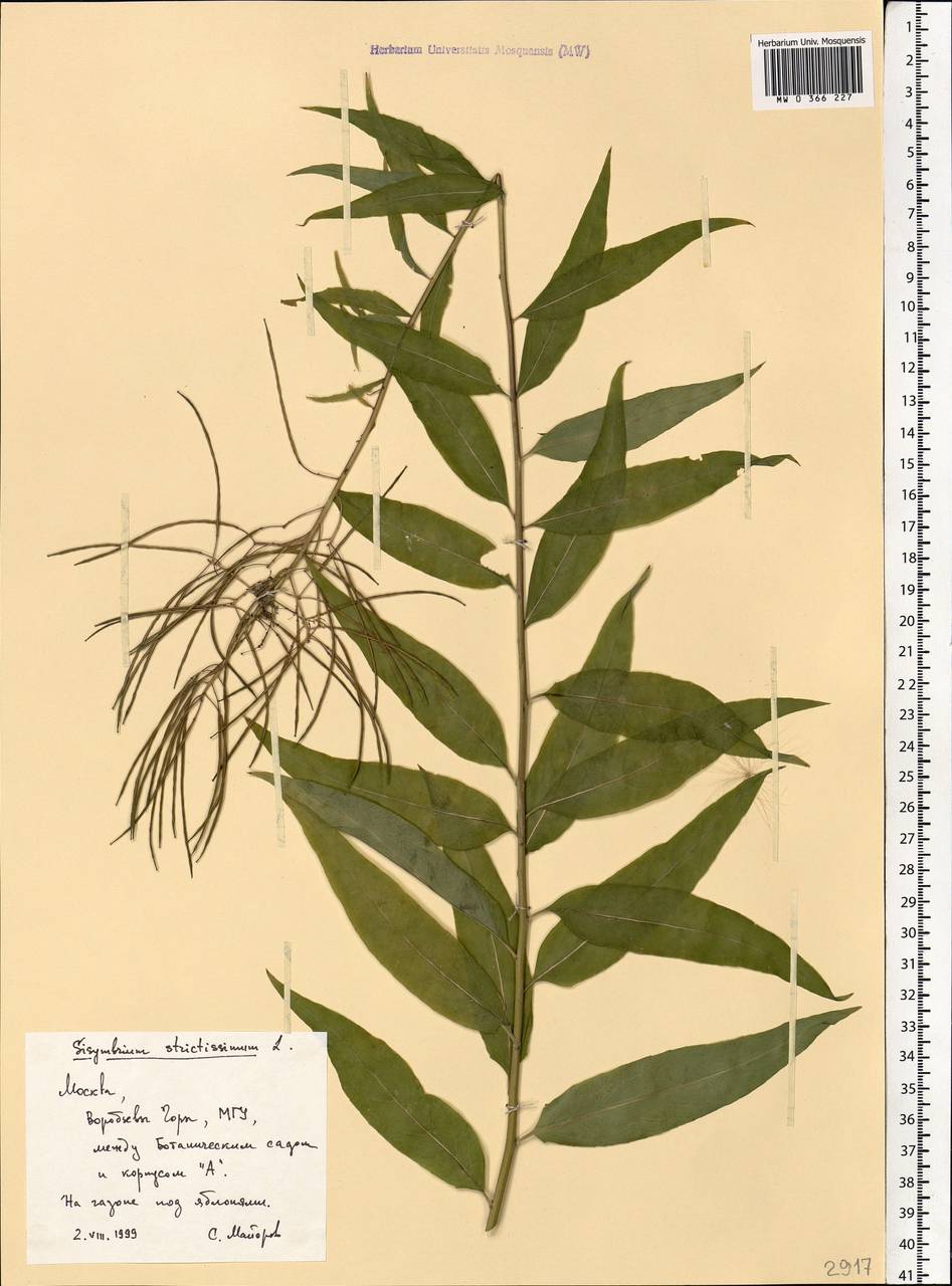 Sisymbrium strictissimum L., Eastern Europe, Moscow region (E4a) (Russia)
