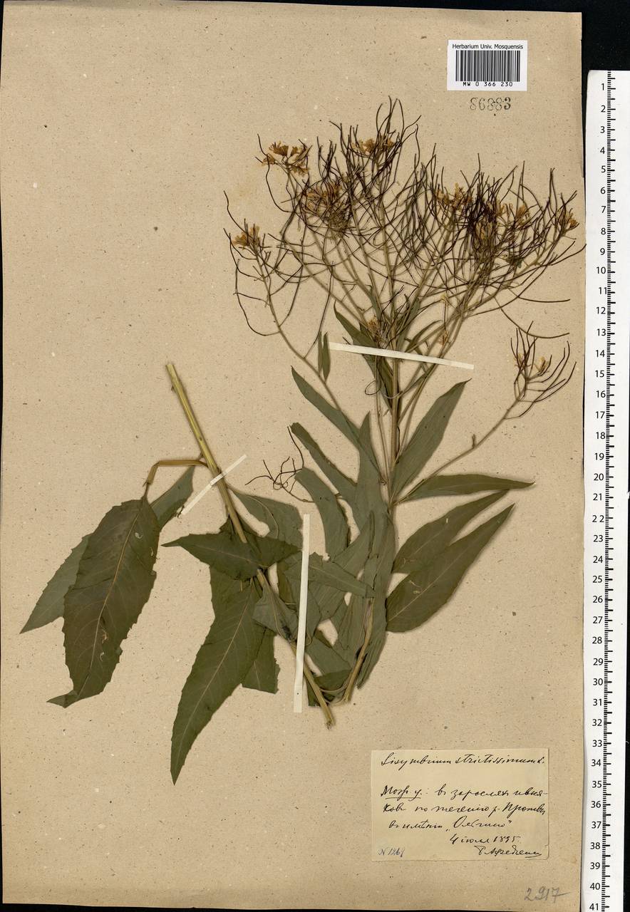 Sisymbrium strictissimum L., Eastern Europe, Moscow region (E4a) (Russia)