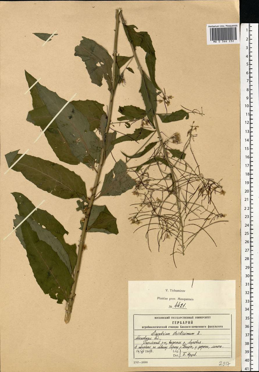 Sisymbrium strictissimum L., Eastern Europe, Moscow region (E4a) (Russia)