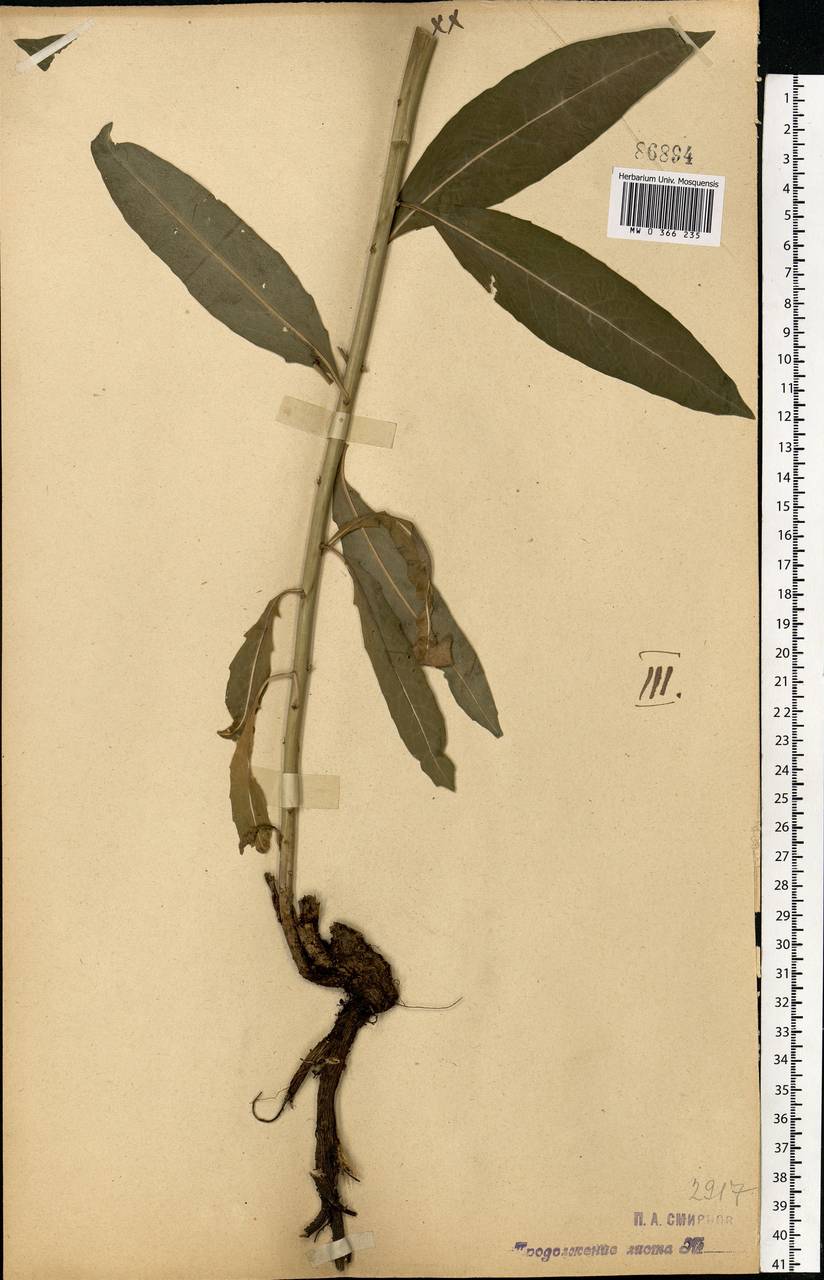 Sisymbrium strictissimum L., Eastern Europe, Central forest-and-steppe region (E6) (Russia)