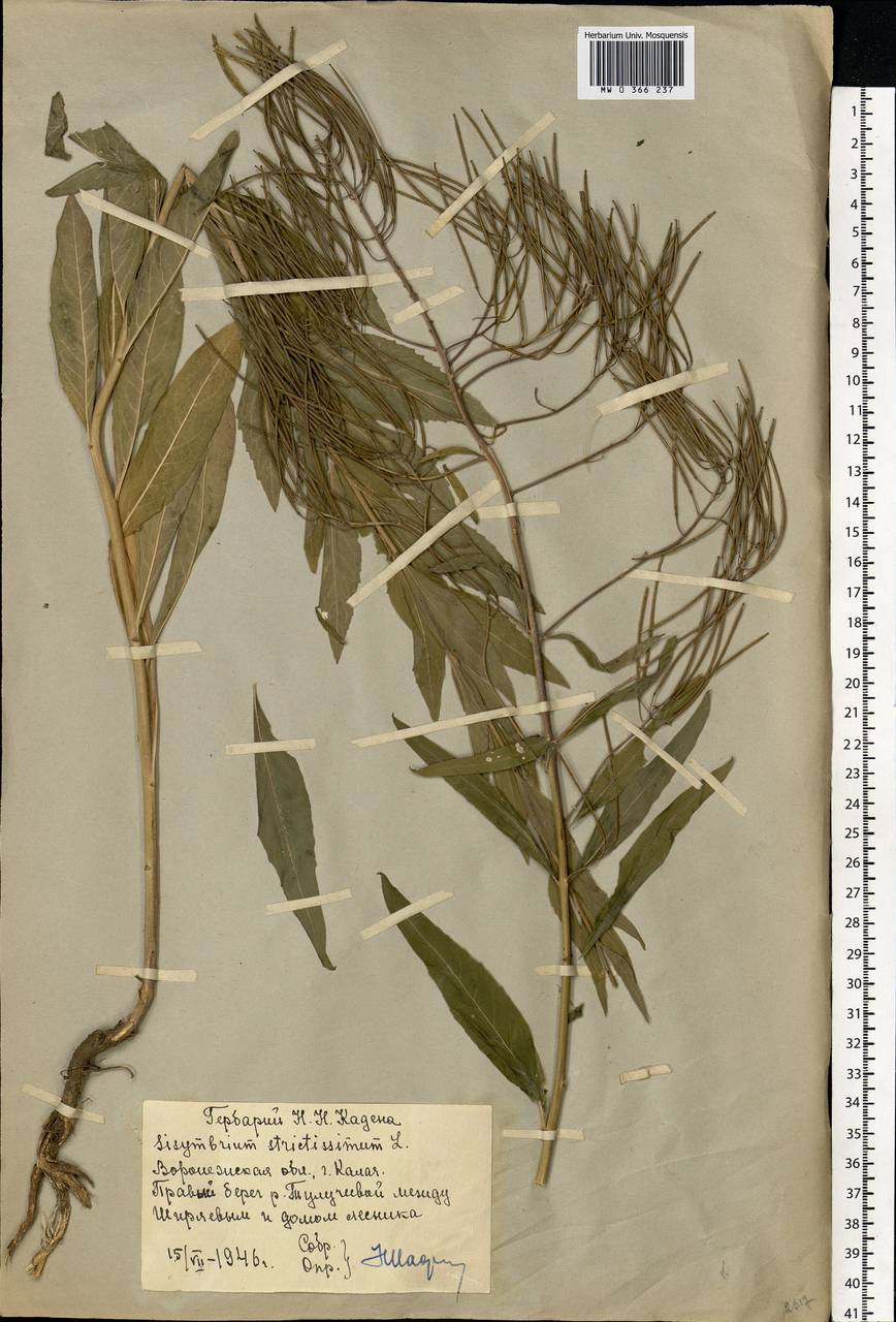Sisymbrium strictissimum L., Eastern Europe, Central forest-and-steppe region (E6) (Russia)