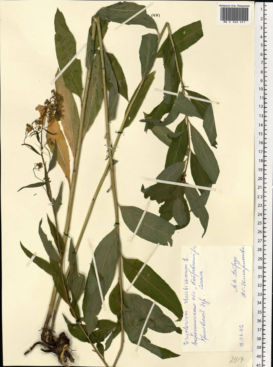 Sisymbrium strictissimum L., Eastern Europe, Central forest-and-steppe region (E6) (Russia)