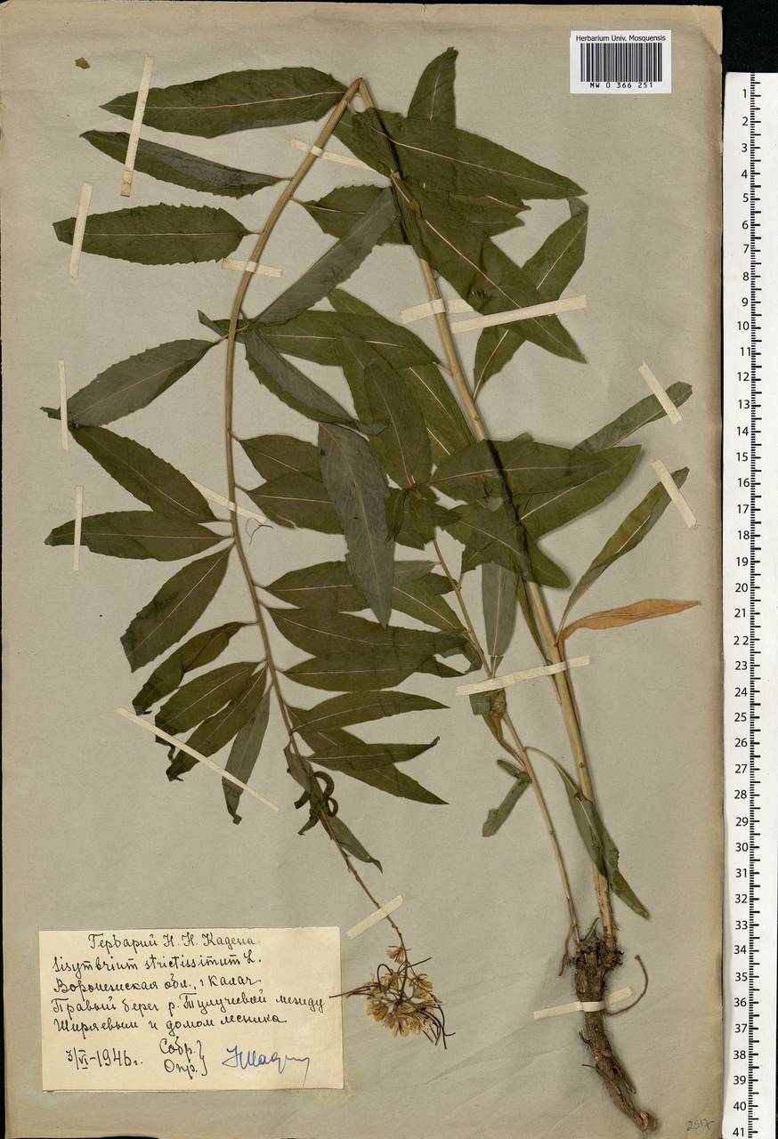 Sisymbrium strictissimum L., Eastern Europe, Central forest-and-steppe region (E6) (Russia)