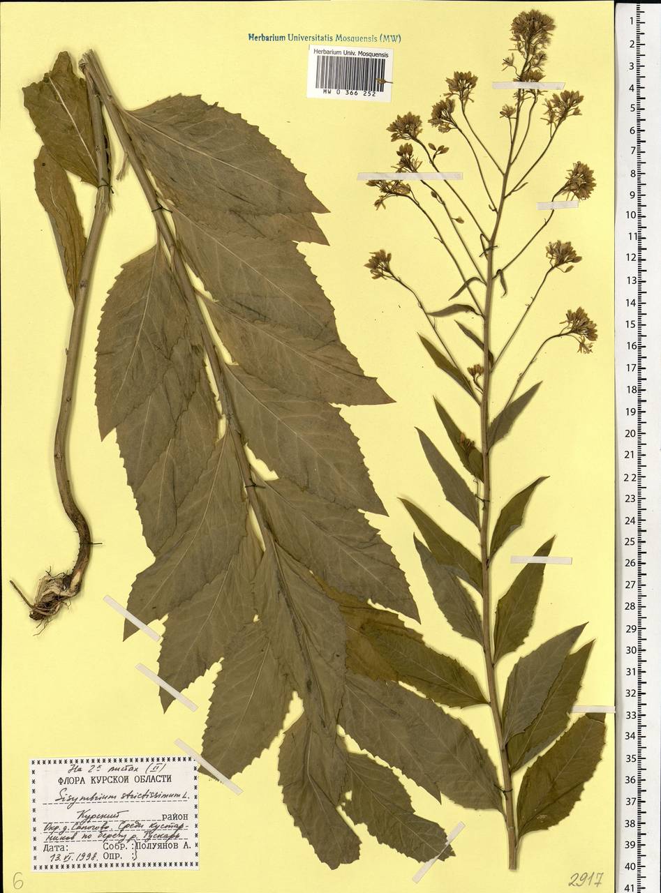 Sisymbrium strictissimum L., Eastern Europe, Central forest-and-steppe region (E6) (Russia)