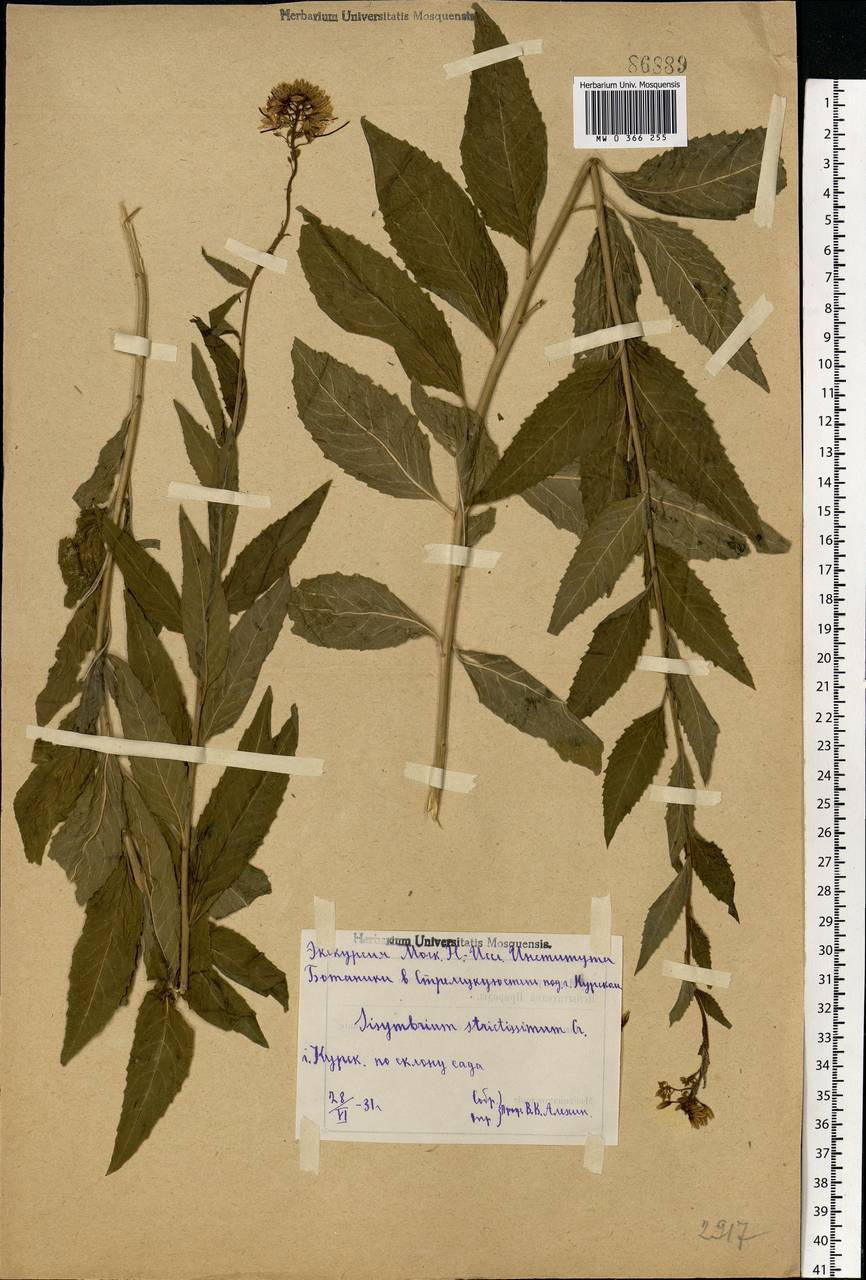 Sisymbrium strictissimum L., Eastern Europe, Central forest-and-steppe region (E6) (Russia)