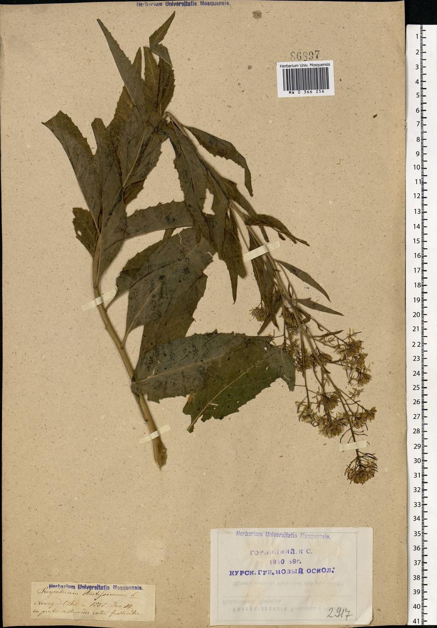 Sisymbrium strictissimum L., Eastern Europe, Central forest-and-steppe region (E6) (Russia)