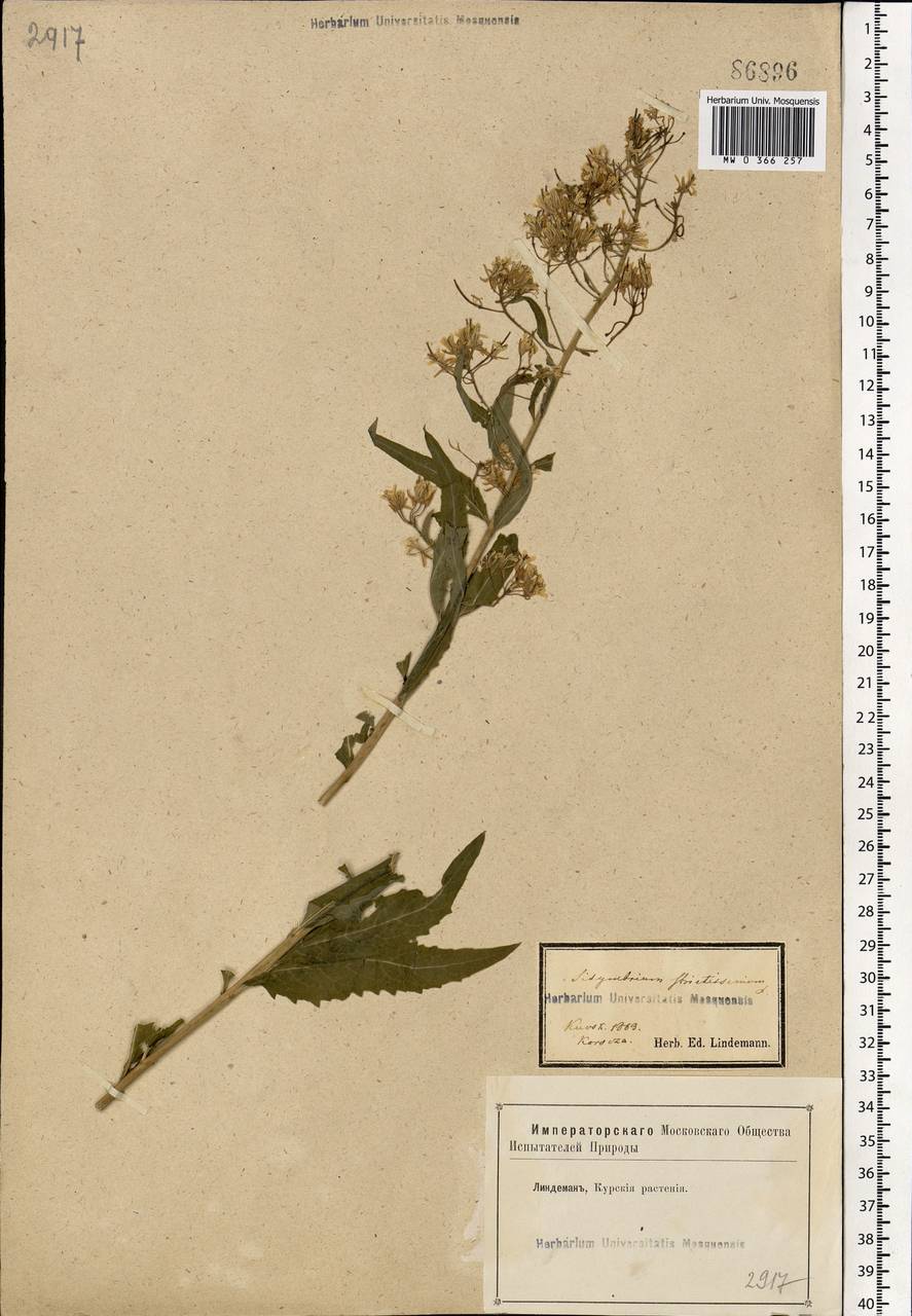Sisymbrium strictissimum L., Eastern Europe, Central forest-and-steppe region (E6) (Russia)