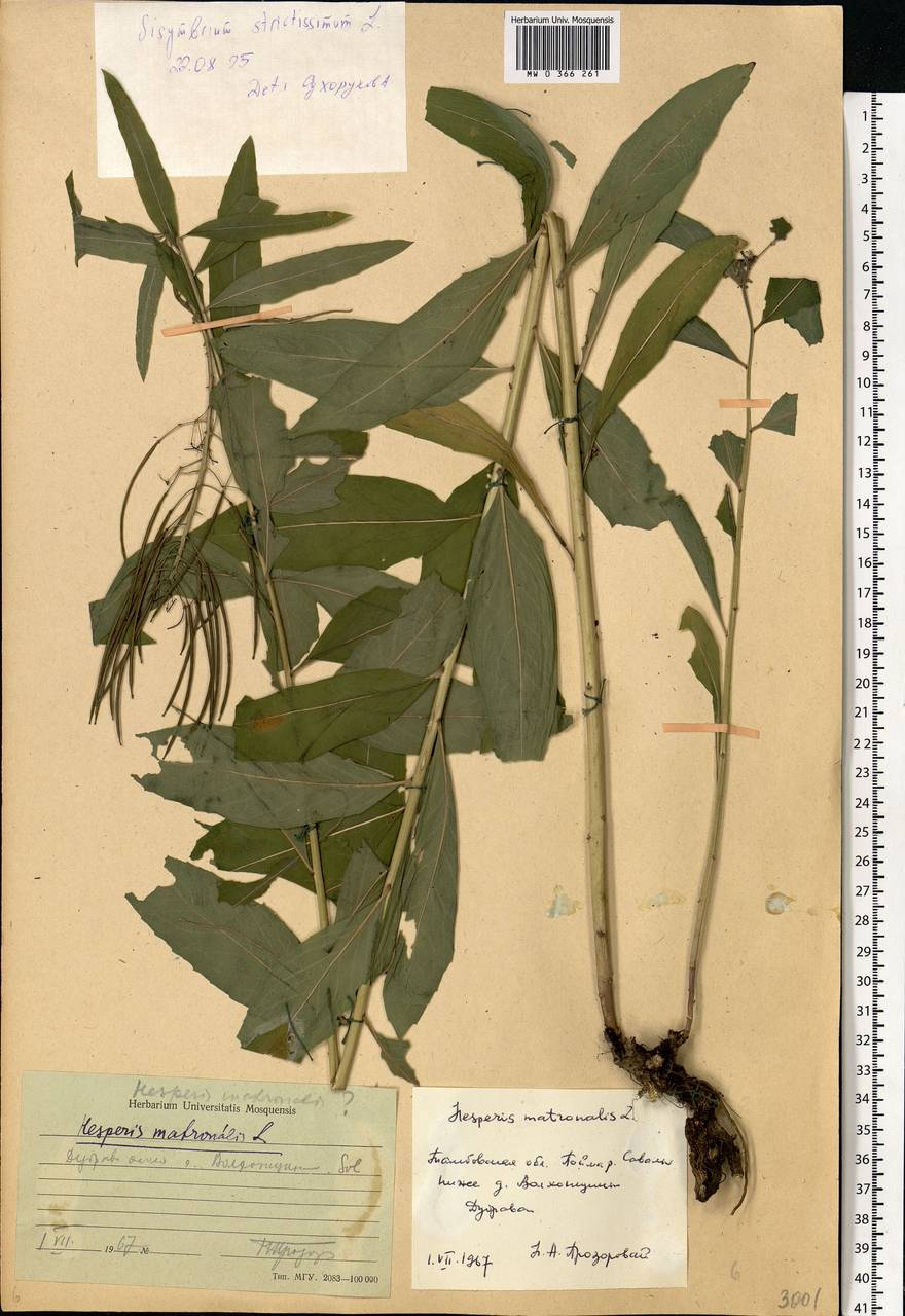 Sisymbrium strictissimum L., Eastern Europe, Central forest-and-steppe region (E6) (Russia)