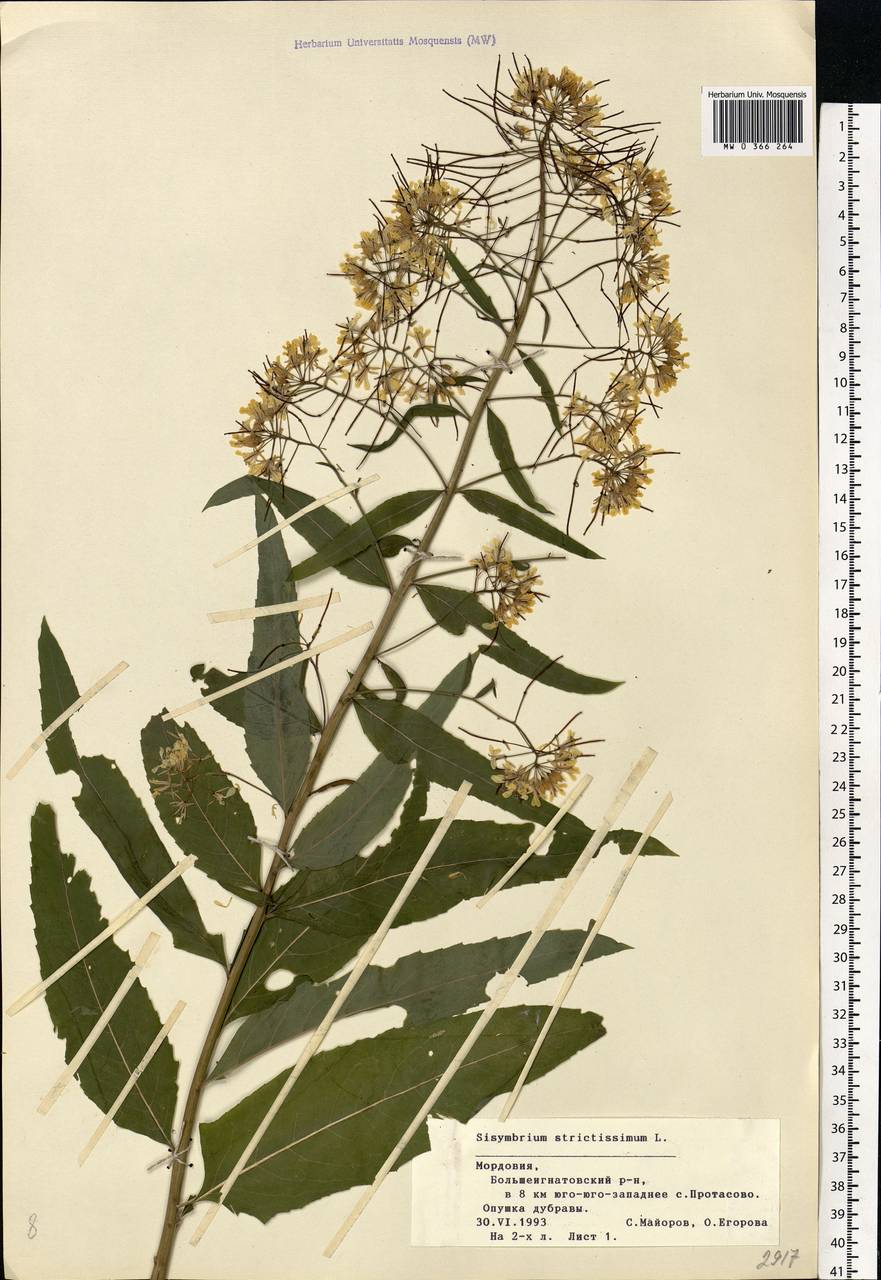 Sisymbrium strictissimum L., Eastern Europe, Middle Volga region (E8) (Russia)