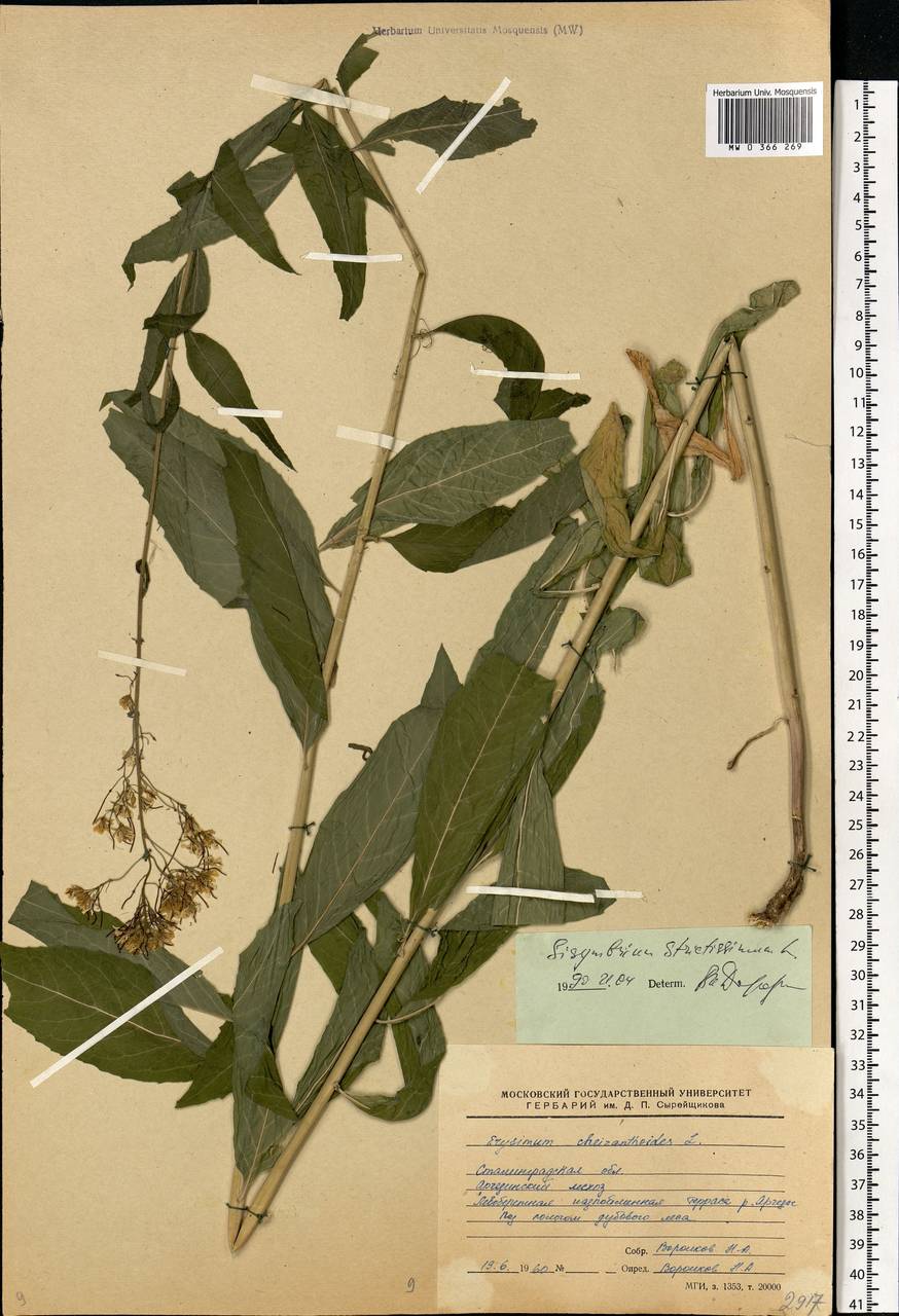 Sisymbrium strictissimum L., Eastern Europe, Lower Volga region (E9) (Russia)