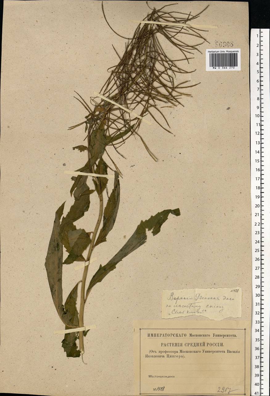 Sisymbrium strictissimum L., Eastern Europe, Middle Volga region (E8) (Russia)