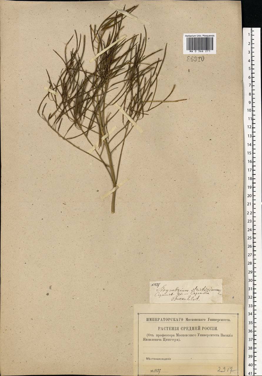 Sisymbrium strictissimum L., Eastern Europe, Lower Volga region (E9) (Russia)