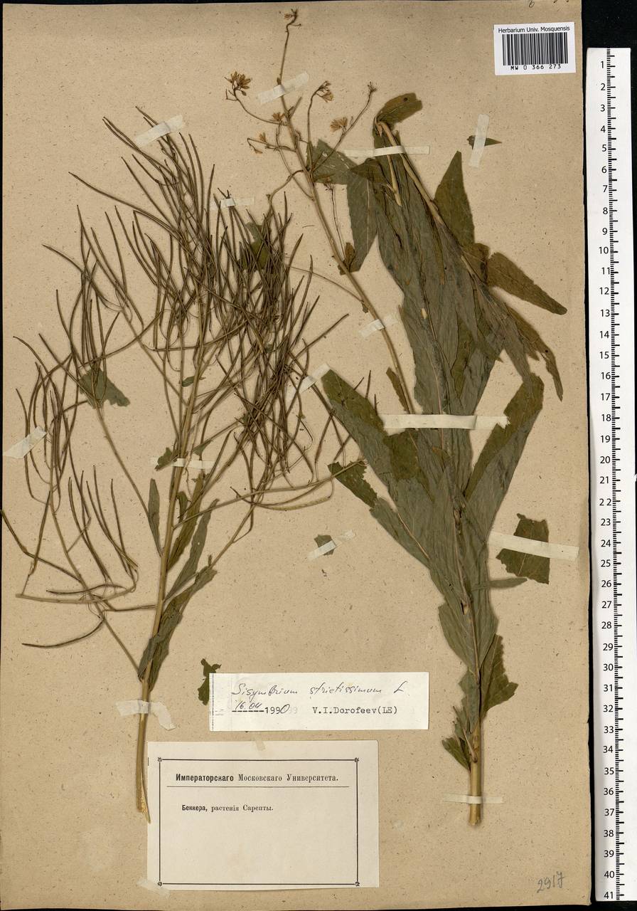 Sisymbrium strictissimum L., Eastern Europe, Lower Volga region (E9) (Russia)