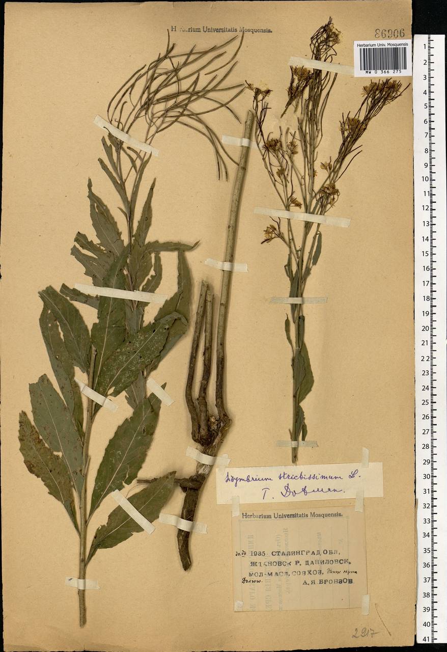 Sisymbrium strictissimum L., Eastern Europe, Lower Volga region (E9) (Russia)