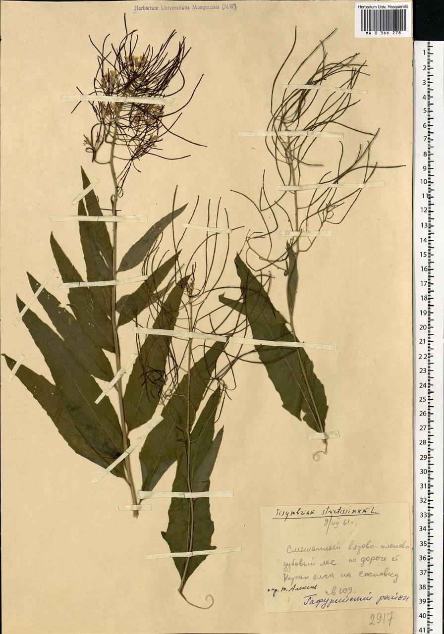 Sisymbrium strictissimum L., Eastern Europe, Eastern region (E10) (Russia)